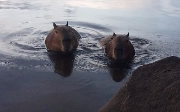 Corrientes: echan a un funcionario que autorizó la caza de 200 carpinchos