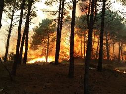 Voraz incendio en los bosques de Cariló y Valeria del Mar Voraz incendio en los bosques de Cariló y Valeria del Mar
