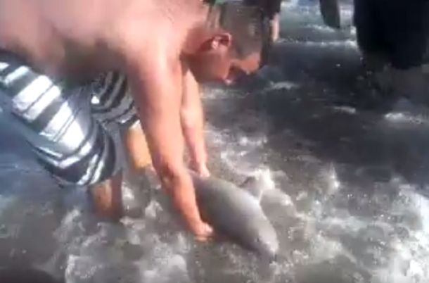 VIDEO: Así sacaron del mar al delfín bebé de Santa Teresita