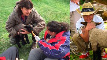 Margarita, la oveja que fue robada en Neuquén. Margarita, la oveja que fue robada en Neuquén.