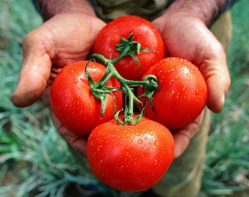 Fin del misterio: por qué el tomate perdió su gusto original
