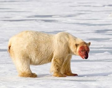 Una manada de osos polares cercó a científicos rusos