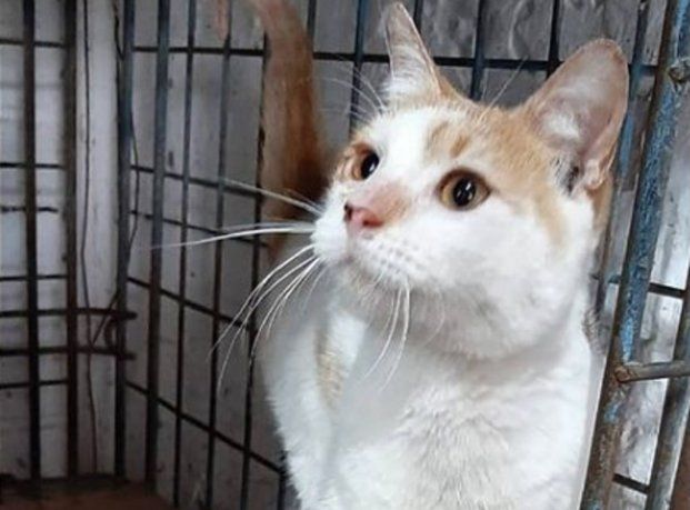 Quilmes: piden ayuda para salvar un refugio que se incendió y en el que murieron 12 gatos