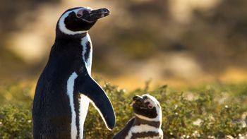 furor por el nuevo streaming del conicet: como ver en vivo a los pingüinos de magallanes furor por el nuevo streaming del conicet: como ver en vivo a los pingüinos de magallanes