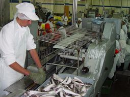 El sector pesquero uruguayo se encuentra en crisis por problemas de rentabilidad. El sector pesquero uruguayo se encuentra en crisis por problemas de rentabilidad.