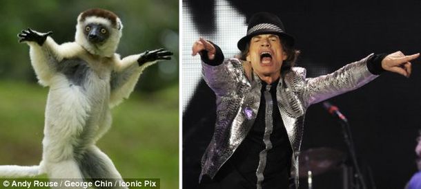Un animal copió todos los movimientos de Mick Jagger al bailar