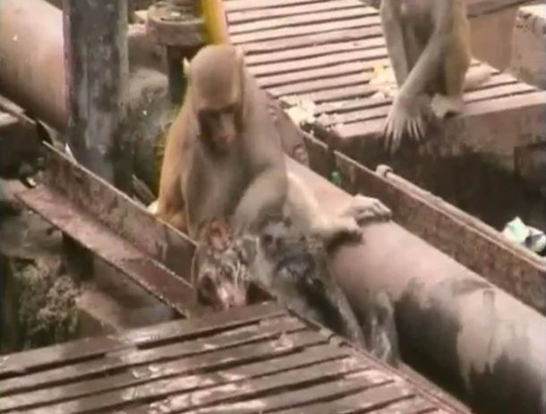 El conmovedor video de un mono intentando resucitar a su amigo: ¿Lo habrá logrado?