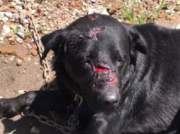Denuncian que atacó a machetazos a un perro y antes mató a otro