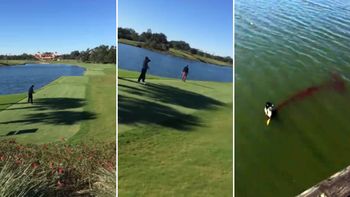 video: jugaba al golf, hizo su tiro y mato a un pajaro en el aire video: jugaba al golf, hizo su tiro y mato a un pajaro en el aire