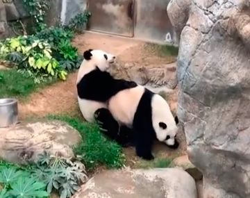 Una pareja de pandas se apareó por primera vez en 10 años