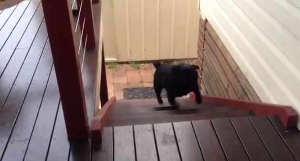 Un perro que sube la escalera de la manera más extraña