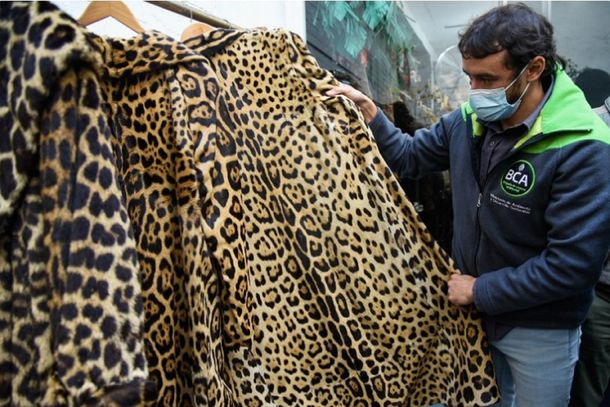 Secuestran abrigos hechos con  pieles de zorro, mono, visón, leopardo, chita y ocelote