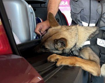 Un perro de la Aduana descubrió 121 mil dólares que hombre intentaba ingresar al país sin declarar