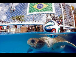la tortuga cabecao ya dio su primer pronostico para el partido de brasil la tortuga cabecao ya dio su primer pronostico para el partido de brasil