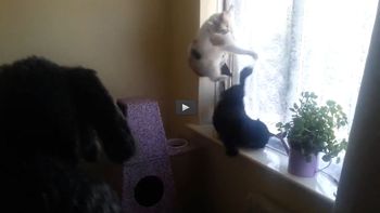 video: un hombre se disfraza de perro y aterra a su gato video: un hombre se disfraza de perro y aterra a su gato