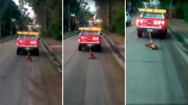 VIDEO: Empleados municipales de Tigre arrastran a un perro por la ruta