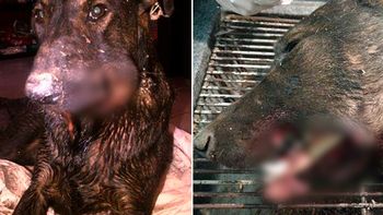 desalmados: explotaron un petardo en la boca de un perro callejero desalmados: explotaron un petardo en la boca de un perro callejero