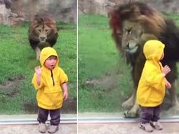 terror en el zoo: asi ataco un leon a un nino en japon terror en el zoo: asi ataco un leon a un nino en japon