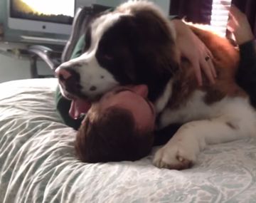 Un San Bernardo gana la pulseada por un poco de amor