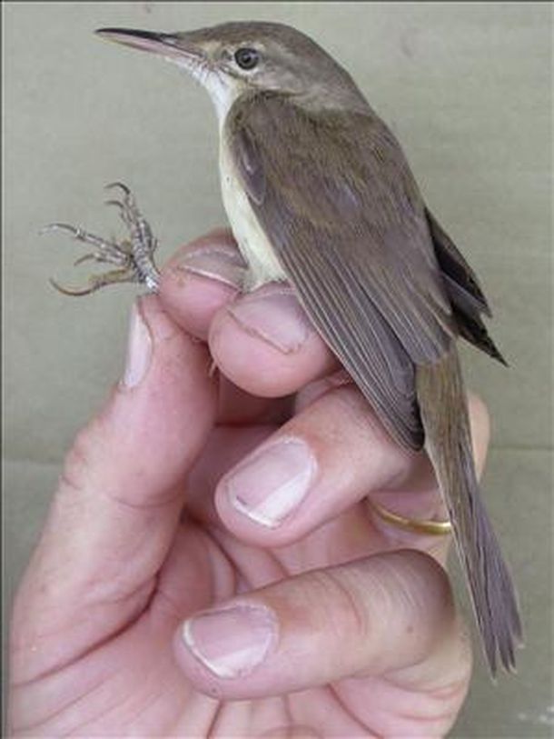 Pajaro extinguido tailandia EFE