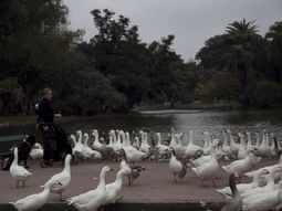 La otra cara de los gansos obliga a desalojarlos de los Lagos de Palermo