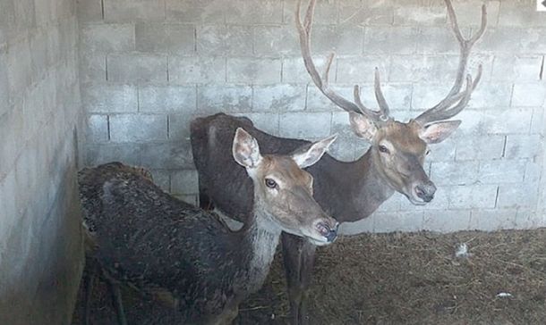 Rescataron animales silvestres maltratados en un centro terapéutico de Pilar