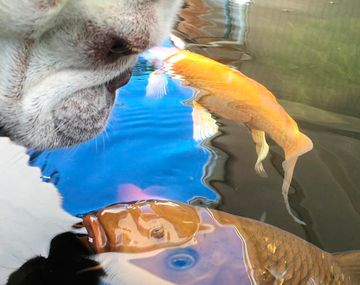 VIDEO: la tierna amistad entre un perro y un pez