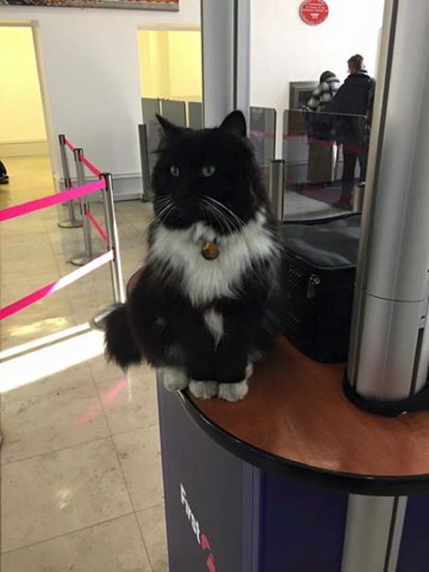 Félix, el gato que trabaja en una estación de tren de Inglaterra
