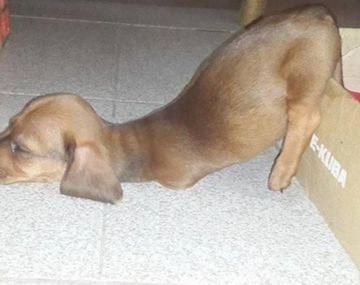 Viajó para rescatar un perro con dos patas