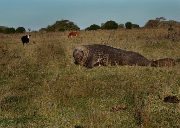Gentileza Zoológico de Buenos Aires.