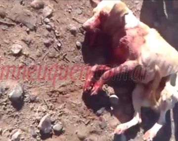 Desalmado: un policía le disparó con su arma a una perra