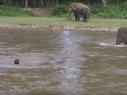 Un elefante corre a ayudar a un hombre que se ahogaba Un elefante corre a ayudar a un hombre que se ahogaba