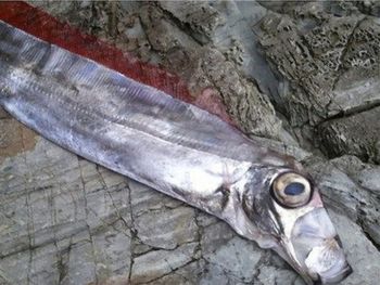 Temor en Japón por la aparición de peces que son presagio de terremotos y tsunamis