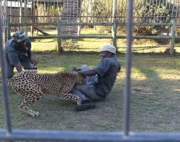 Mirá el ataque de una chita a sus dos cuidadores