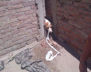 Emotivo rescate de un perro asustado por la pirotecnia que quedó atrapado