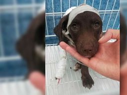 ¿que pena podria recibir el peluquero si se confirma que mato a chocolate? ¿que pena podria recibir el peluquero si se confirma que mato a chocolate?