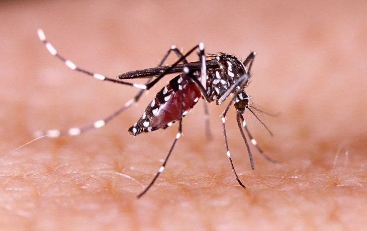 Brote de dengue: ya son más de 180.000 casos