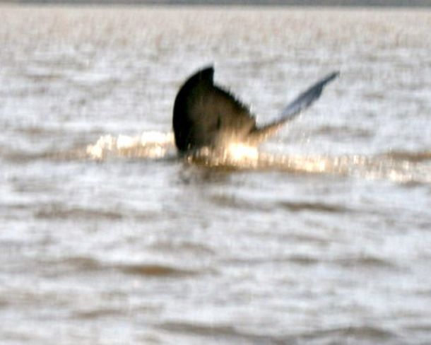Una ballena nada perdida por las aguas del río Uruguay