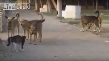 el gato mas valiente del mundo: se enfrenta a una jauria que lo amenaza el gato mas valiente del mundo: se enfrenta a una jauria que lo amenaza