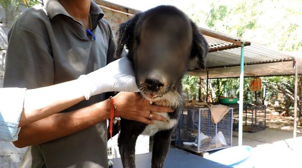 Rescatan y logran salvar a un perro que se había quedado sin cara