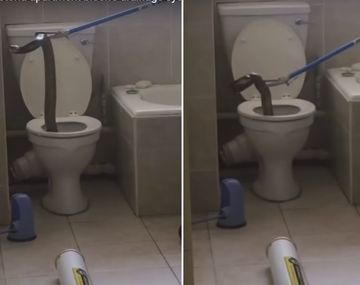 Sacan una inmensa víbora de un inodoro&nbsp;