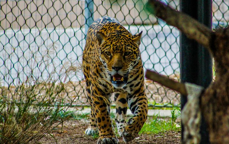 Un jaguar estuvo varias horas perdido tras escaparse del zoológico de Mérida