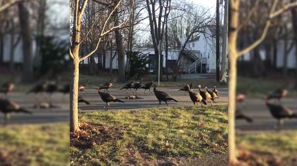 Un grupo de pavos le hizo un funeral en círculos a un gato muerto