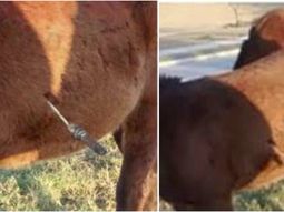 ¡Que crueldad! Apuñalaron a un caballo