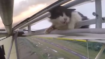 un gato escondido en una avioneta