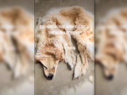 Su perro murió y la familia decidió conservar su piel: Es una alfombra