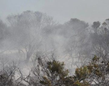 Se perdieron 50 hectáreas de bosque por el incendio en el vivero municipal de Miramar