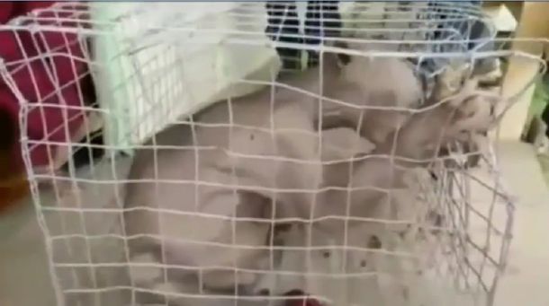 Atrapan en China a una extraña criatura que se come la reja de su jaula