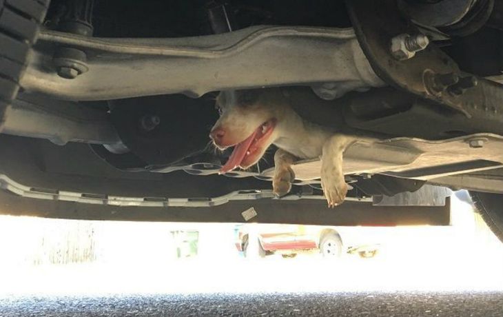 Un perro quedó atrapado durante 20 minutos debajo de una camioneta de Policía