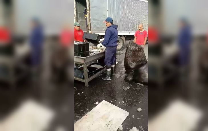 Un perrito muy simpático